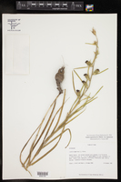 Liatris squarrosa var. squarrosa image