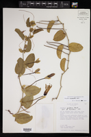 Passiflora mucronata image