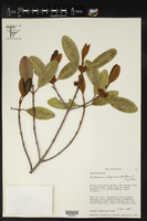 Image of Austrobuxus rubiginosus