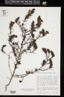 Tomanthera densiflora image