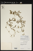 Metastelma schlechtendalii var. trichophyllum image