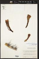 Machaerocereus gummosus image