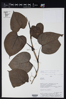 Philodendron ornatum image