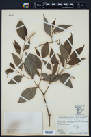 Image of Piper pseudolindenii