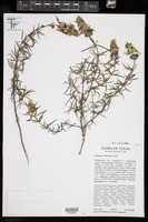 Monarda viridissima image