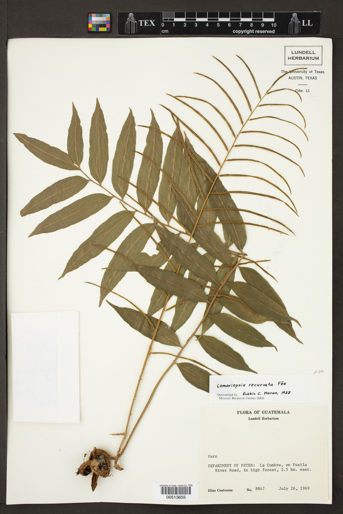 Lomariopsis image