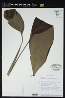 Image of Spathiphyllum lanceifolium