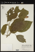 Alchornea glandulosa image