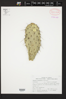 Opuntia lasiacantha image