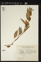 Acalypha flavescens image