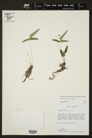 Pellaea notabilis image