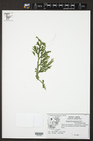 Selaginella tarapotensis image