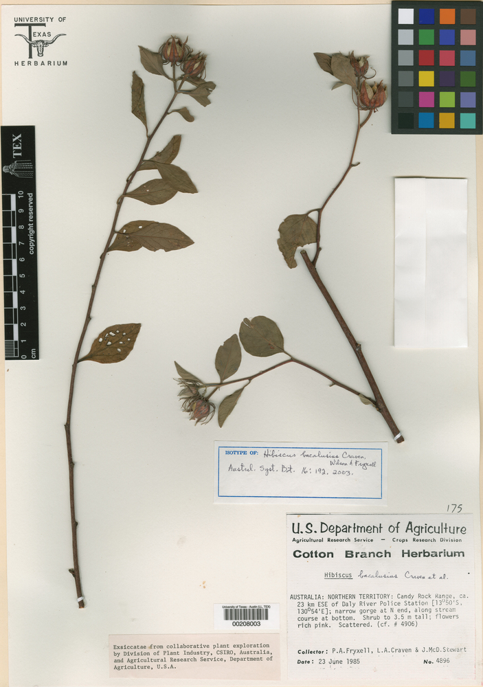 Hibiscus bacalusius image