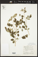 Phyllanthus pinnatus image