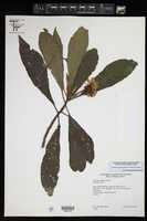 Vernonia salvinae image
