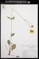 Helianthus occidentalis var. plantagineus image