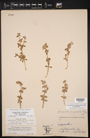 Gossypianthus lanuginosus var. lanuginosus image