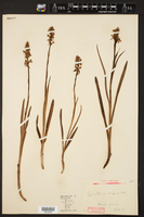Gymnadenia conopea image