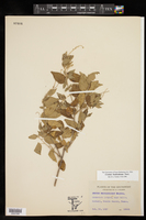 Croton fruticulosus image