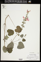 Salvia roemeriana image