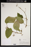 Passiflora phoenicea image
