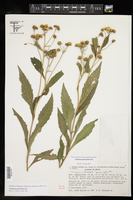 Verbesina persicifolia image