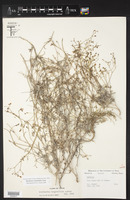 Boerhavia linearifolia image