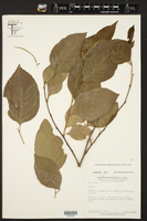 Pleradenophora membranifolia image