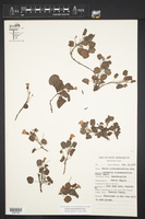 Oxalis dichondrifolia image