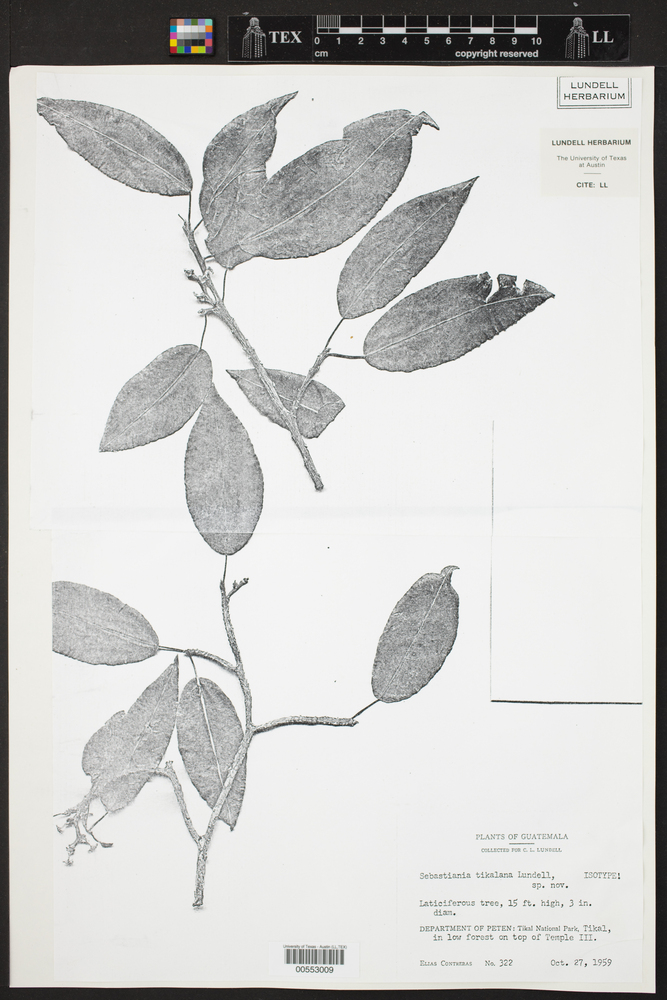 Pleradenophora image