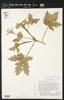 Cnidoscolus herbaceus image