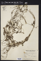 Tragia geraniifolia image