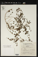 Acalypha microphylla image