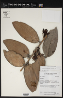 Image of Orthaea secundiflora