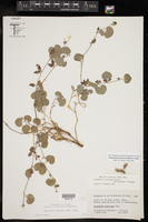 Rhynchosia americana image