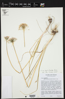 Allium hyacinthoides image