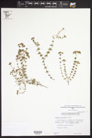 Arcytophyllum fasciculatum image