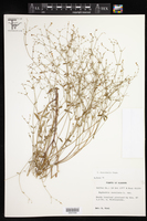 Euphorbia discoidalis image