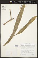 Disocactus amazonicus image