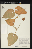 Dictyanthus tigrinus image