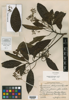 Saurauia belizensis image
