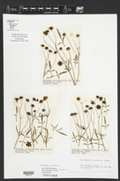 Coreopsis tinctoria image