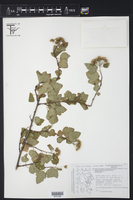 Physocarpus opulifolius var. intermedius image