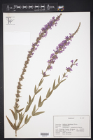 Lythrum dacotanum image
