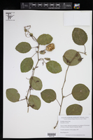 Passiflora actinia image