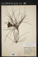 Cascabela pinifolia image