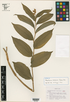 Maianthemum mexicanum image
