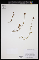 Trifolium carolinianum image