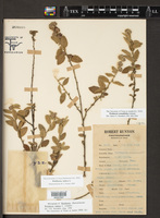 Waltheria rotundifolia image
