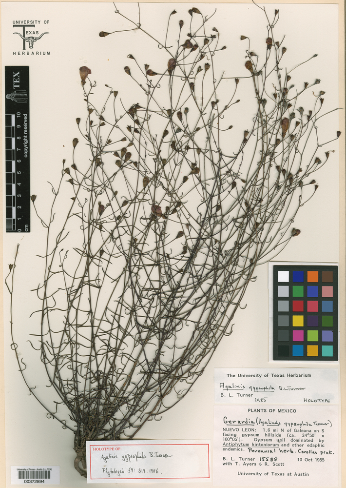 Agalinis gypsophila image
